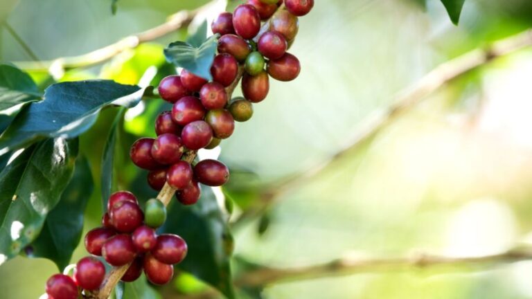 Demanda de café da Ucrânia será parcialmente transferida a países vizinhos