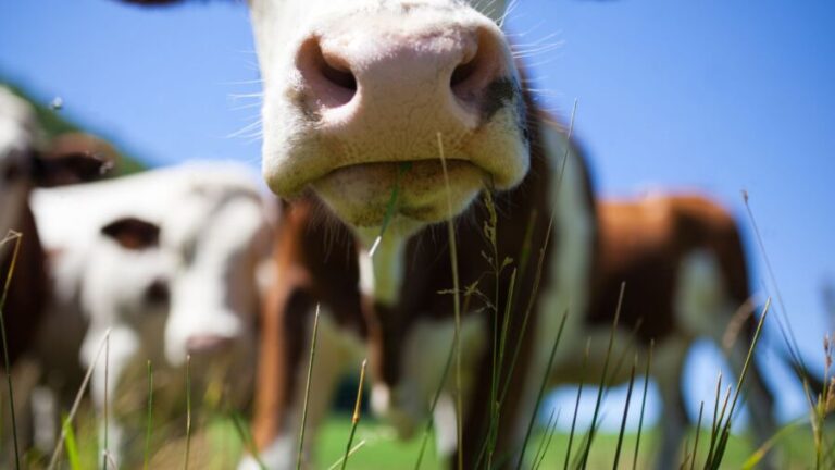 Fundação destinará U$ 4,9 milhões para formar profissionais veterinários e produtores de leite