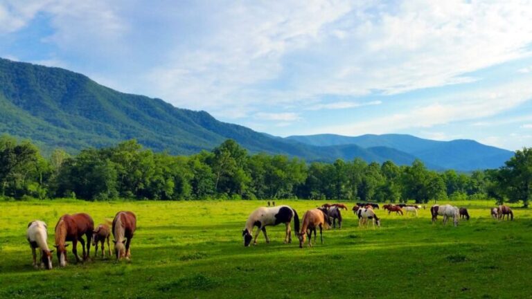 Por que continuar De que vale criar cavalos no atual cenário