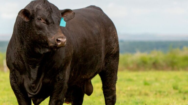Primeiras doses de sêmen Ultrablack são exportados para o Paraguai