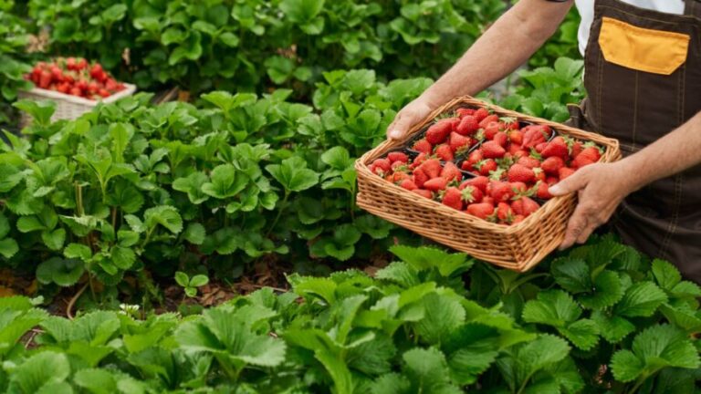 Secretário da Agricultura recebe associações de produtores de morango de Atibaia e Jarinu