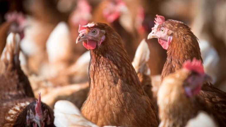 Transferência de aves de postura tem redução de estresse com manejo nutricional correto