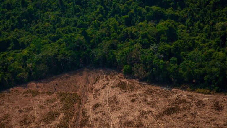 Desmatamento ilegal ainda é desafio para o Brasil