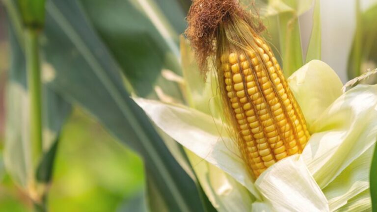 Milho: seu uso para alimentação animal representa 70% no mundo