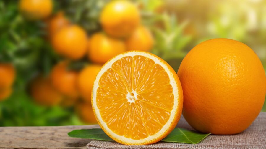 Setor citrícola espera retomada da produção de laranja na safra 20222023