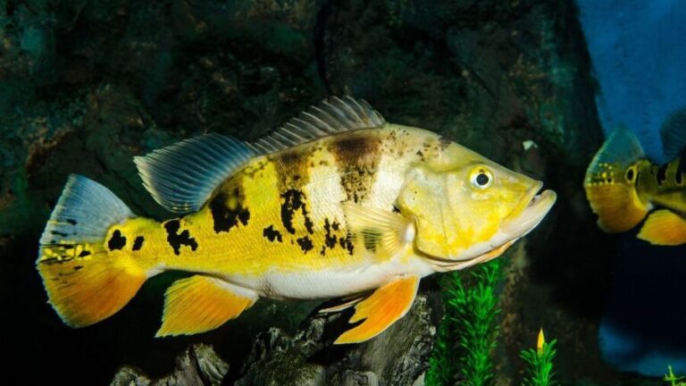 11ª Aquishow Brasil vai até amanhã em São José do Rio Preto