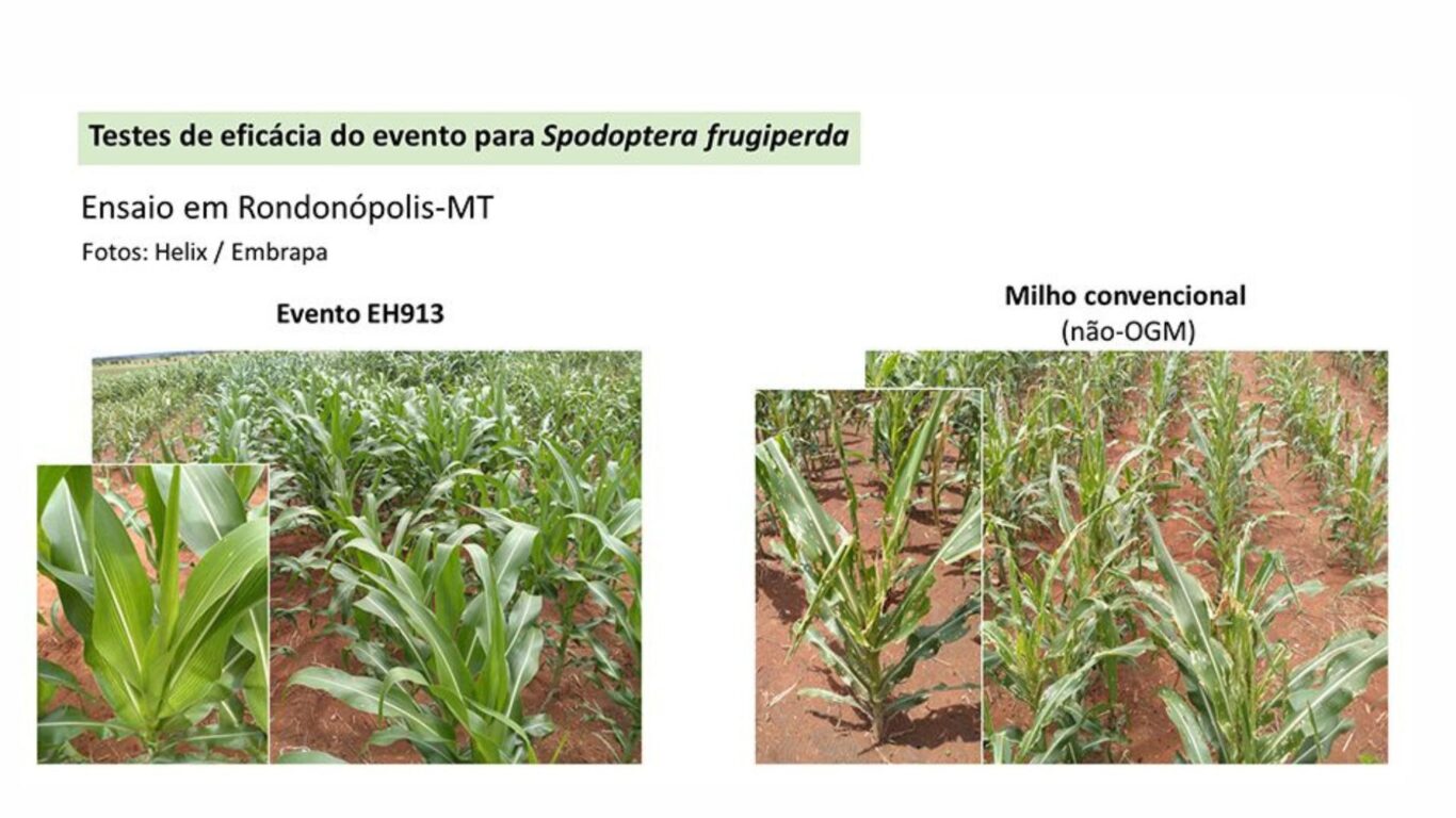 Milho transgênico resistente a lagartas é aprovado pela CTNBio para uso comercial Milho transgênico resistente a lagartas é aprovado pela CTNBio para uso comercial