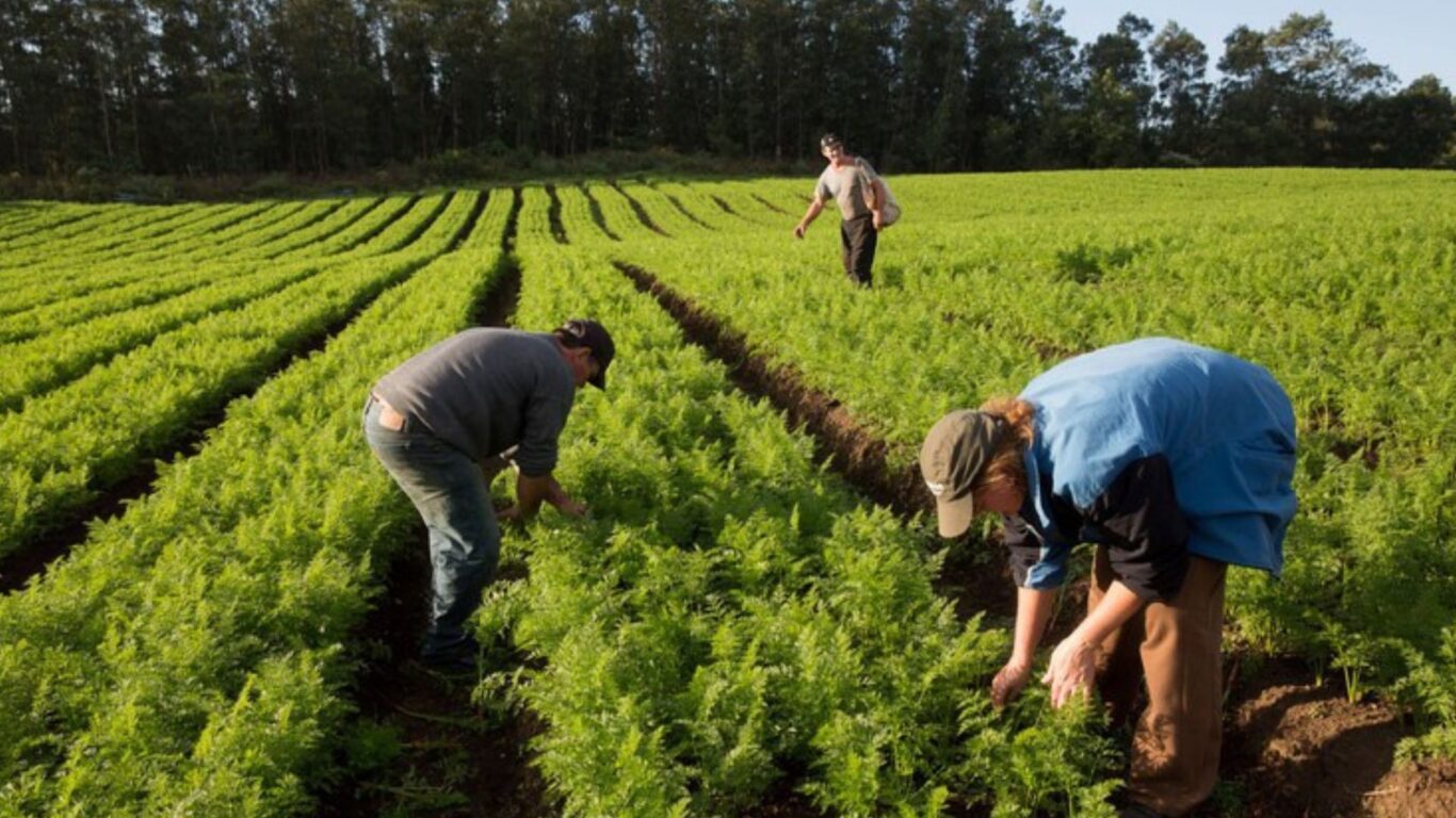 CAF, nova ferramenta do agricultor, poderá ser emitida a partir de novembro CAF, nova ferramenta do agricultor, poderá ser emitida a partir de novembro