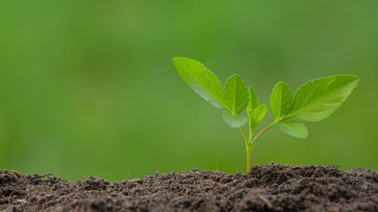 Linhas para agricultores afetados por chuvas no Nordeste são prolongadas pela CMN