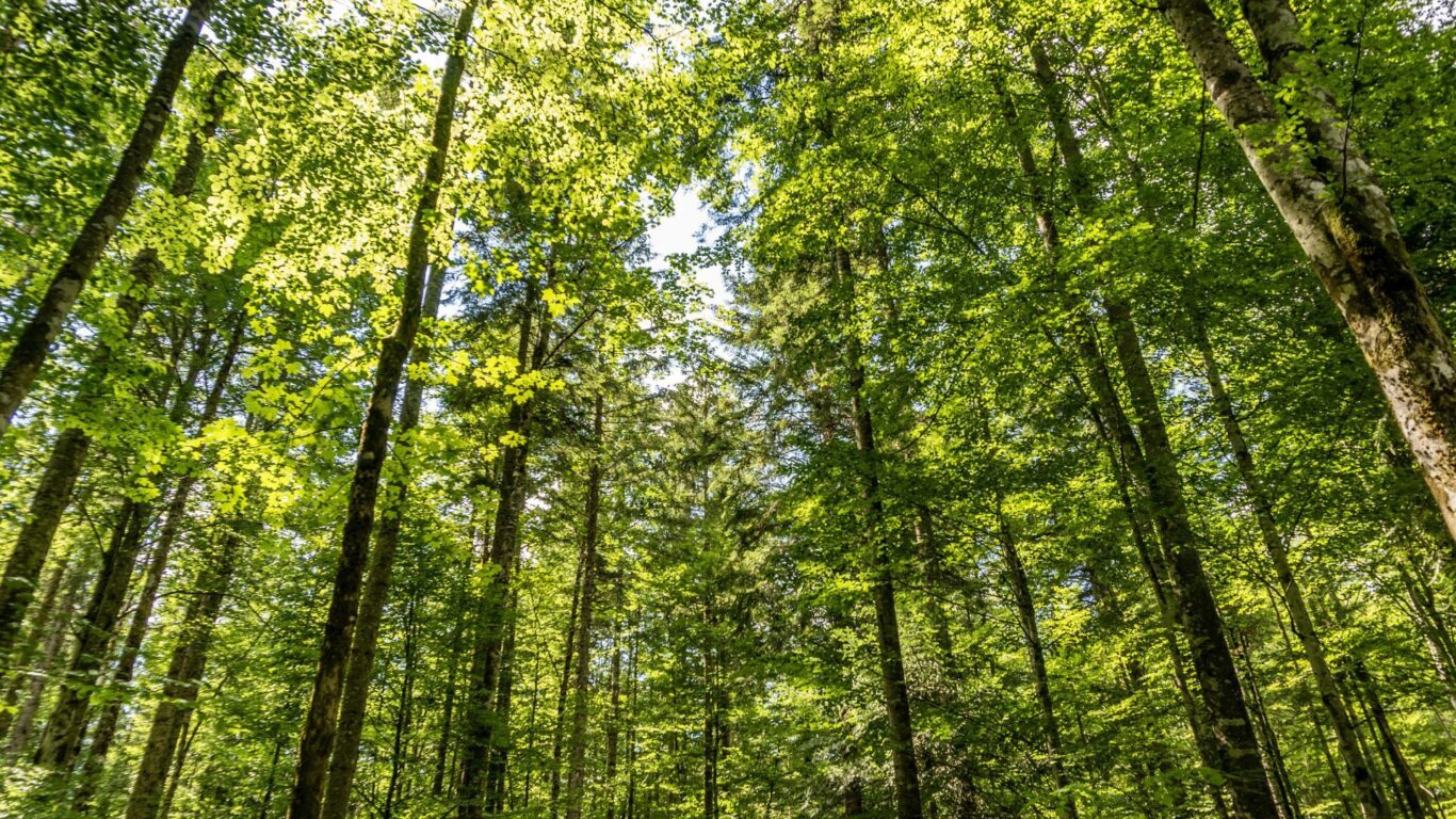Professores de Curitiba são treinados sobre mudança climática e o papel das florestas Professores de Curitiba são treinados sobre mudança climática e o papel das florestas