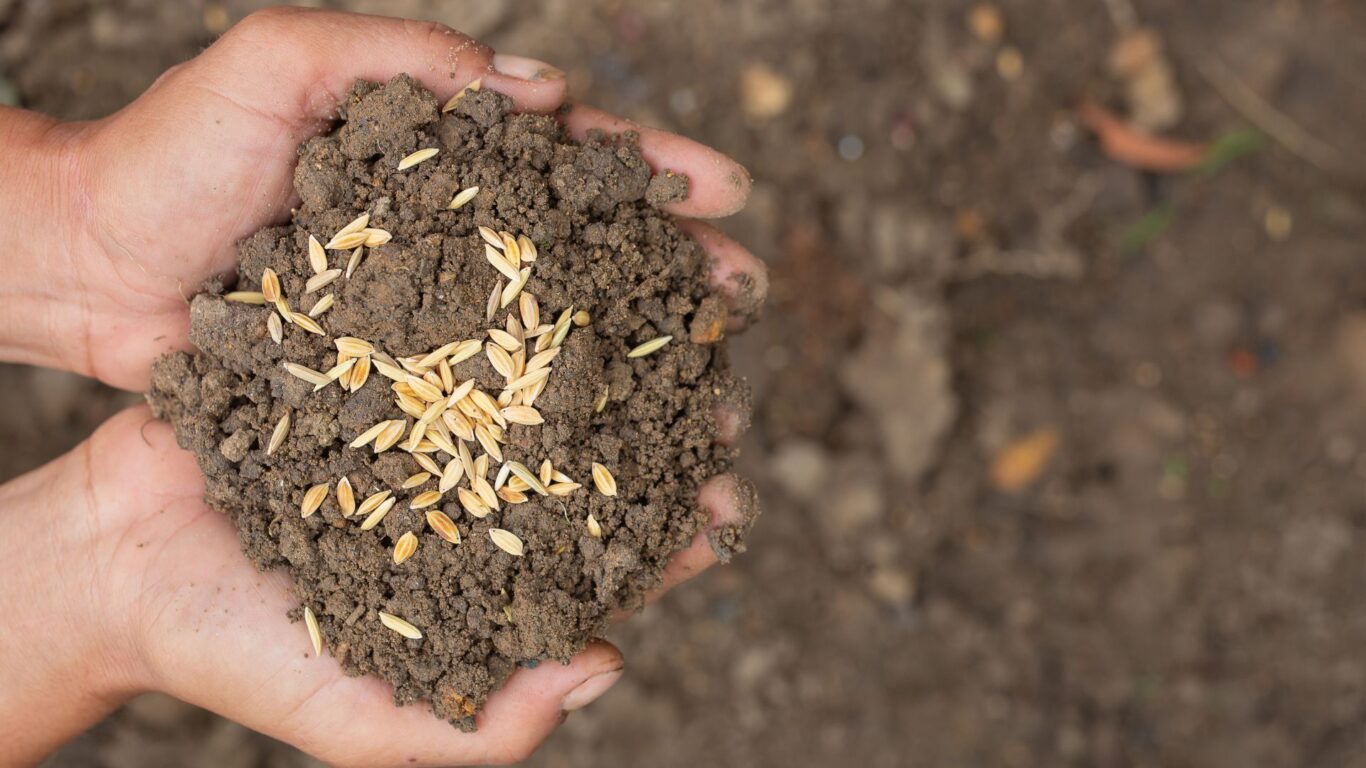 Uso de bactéria em raízes como novos fertilizantes é desenvolvido pela Embrapa Uso de bactéria em raízes como novos fertilizantes é desenvolvido pela Embrapa