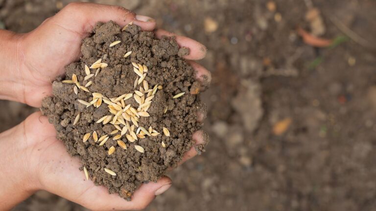 Uso de bactéria em raízes como novos fertilizantes é desenvolvido pela Embrapa