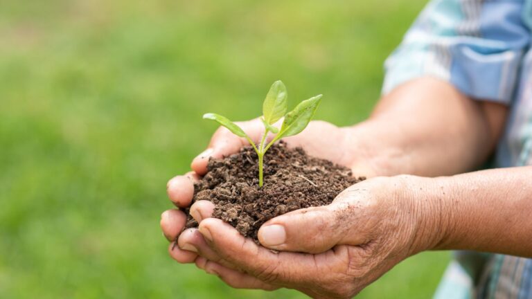 Beneficiadas pelo Proagro, áreas serão inspecionadas pela Conab