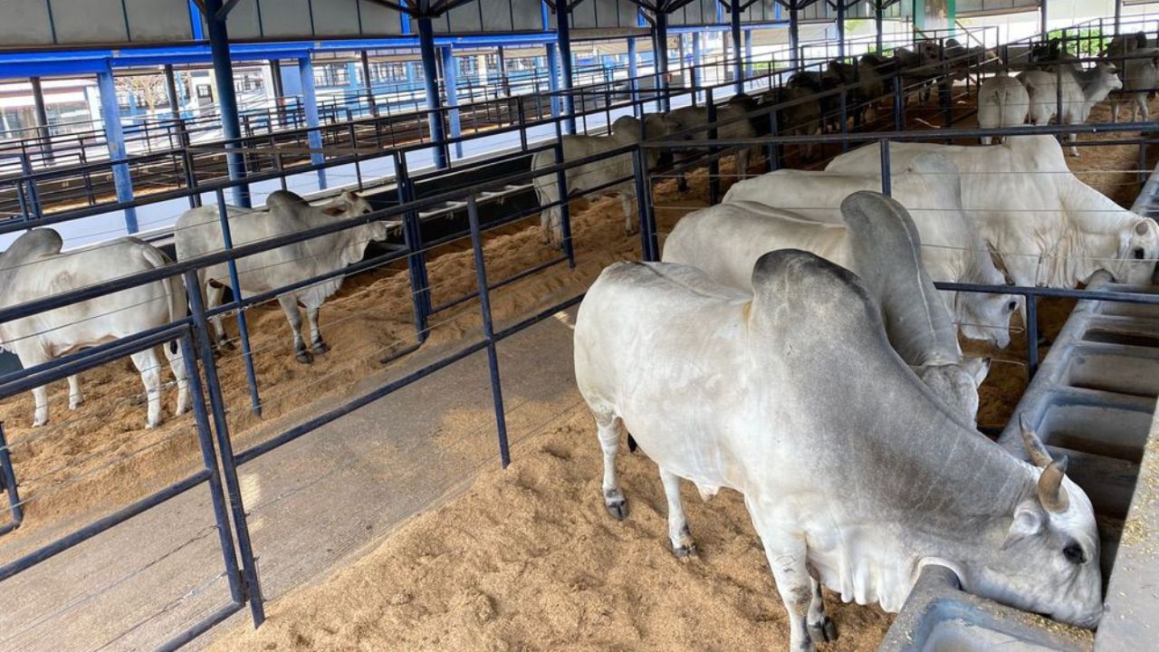 ExpoGenética mostra o avanço de seleção do gado Zebuíno