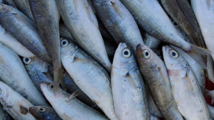 O IFC, maior evento da cadeia do pescado começa amanhã, 31 de agosto