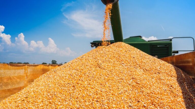 Produção total de grãos na temporada é de 271,4 milhões de toneladas