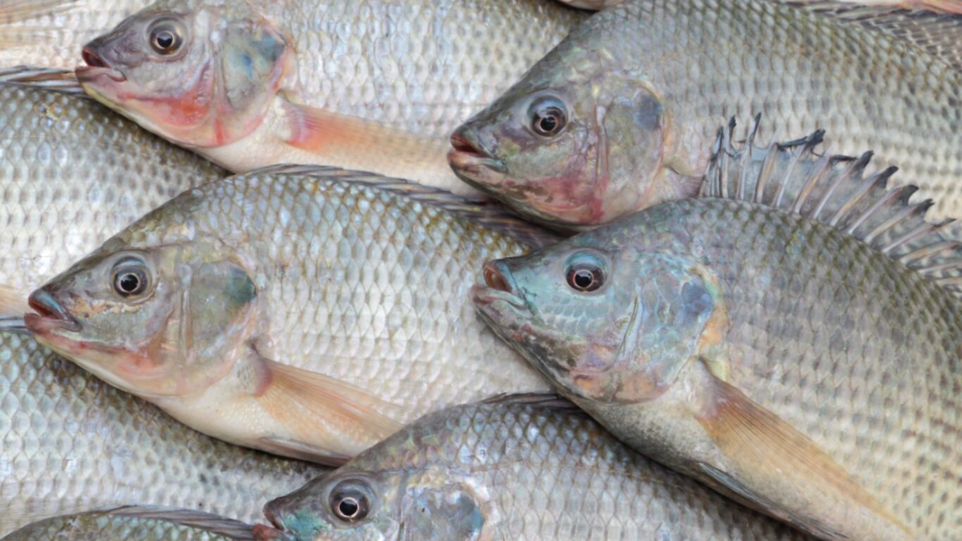 Tilápia preço cai no Mato Grosso do Sul e São Paulo, mas sobe no Paraná