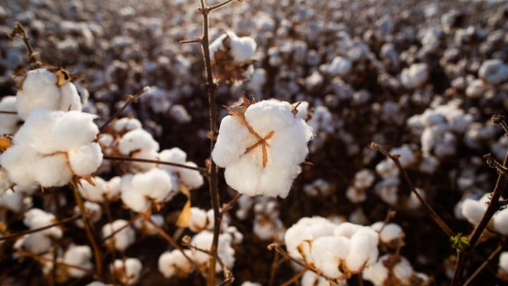 Custos de produção são levantados em 11 estados