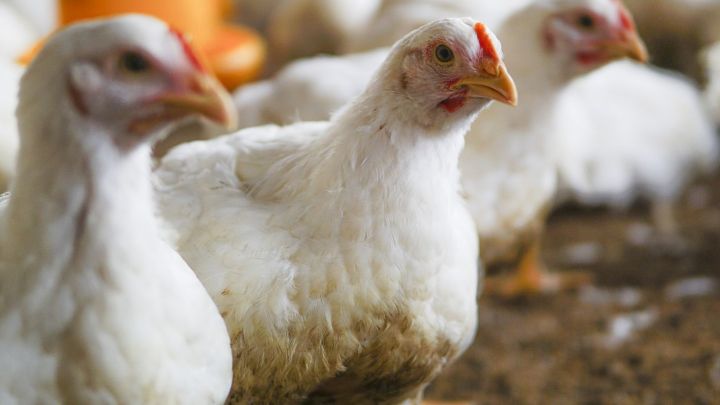 Preço do boi, suíno e frango vivo em setembro e nos nove primeiros meses de 2022