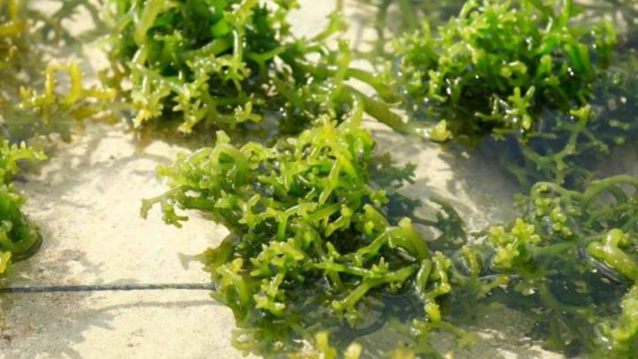 Proteínas de algas marinhas têm crescimento positivo no mercado