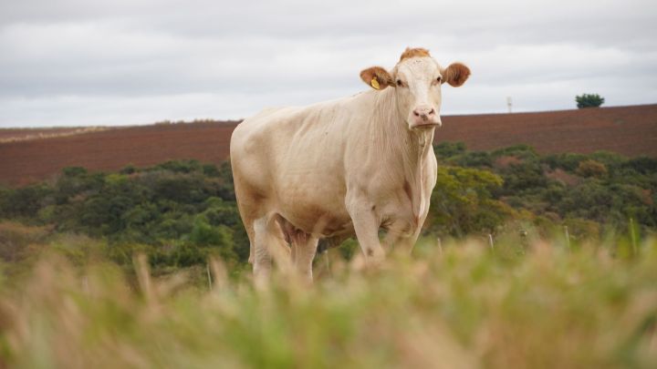 Touros adaptados da raca Simental serao disponibilizados em leilao 1