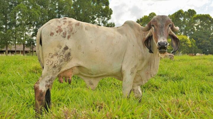 Zebu leiteiro resultados da Prova de Leite na Expoabra 2022