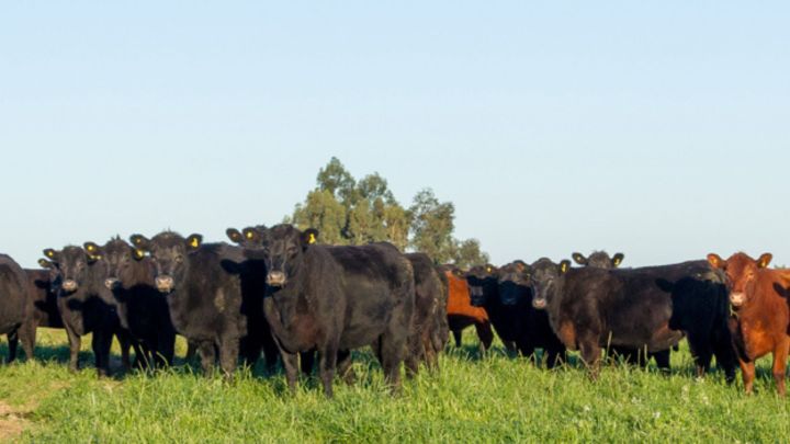 Expofeira de Pelotas contará com participação da Angus