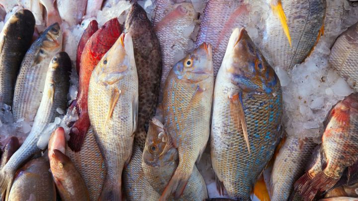 Fórum de Internacionalização do Pescado Brasileiro será realizado na próxima semana