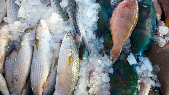 Internacionalização do pescado é apresentado pelo Mapa