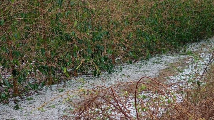 Lavouras prejudicadas pelo granizo recebem orientações da Faemg