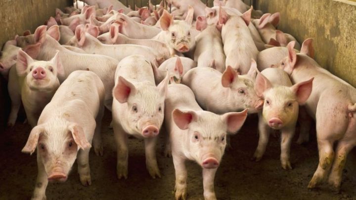 Peste Suína Africana tem Plano de Contingência divulgado pelo Mapa