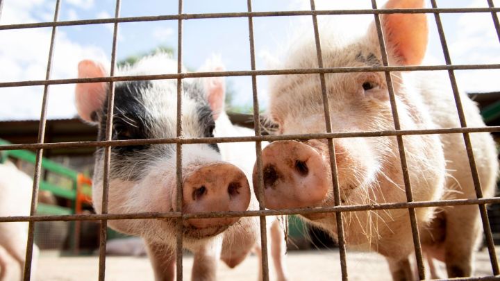 Produção de frango de corte e de suínos tem alta de custos em setembro