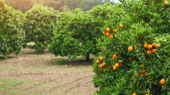 Produtores de laranja se atentam à abertura de floradas