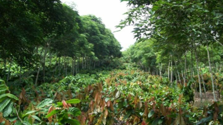 Simpósio sobre Sistemas Agroflorestais com Cacaueiro tem inscrições abertas