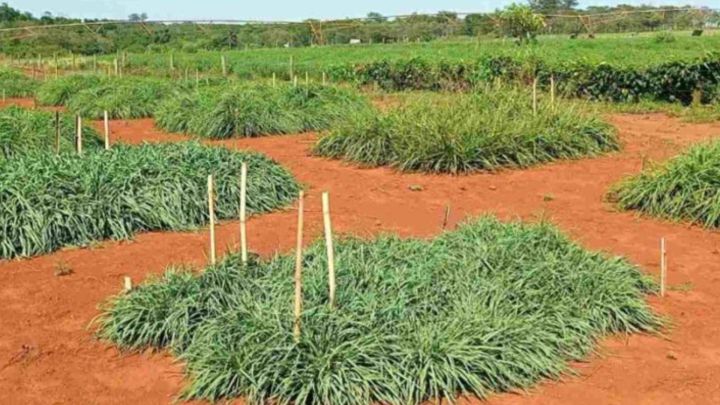 Sementes de pastos brasileiras são guardadas pela primeira vez na Noruega