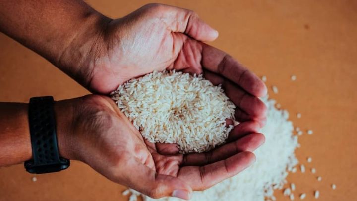 Arroz tem plantio finalizado no RS, segundo o Irga