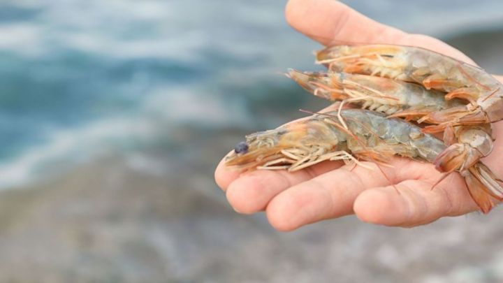 Pesca de camarão abre temporada na Bacia do Rio Tramandaí