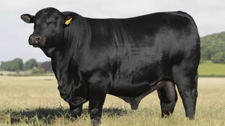 Raça Ultrablack tem alta 70% em registros, segundo ABA