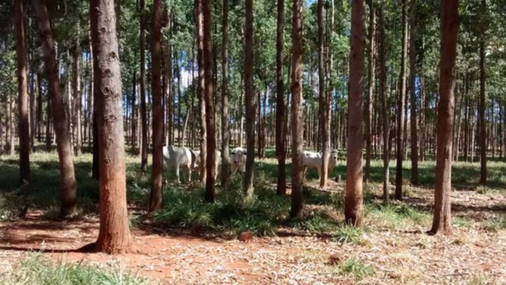 TerraClass exibe cobertura e o uso da terra no bioma Cerrado
