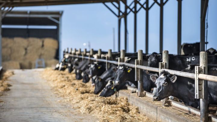 Síndrome do intestino hemorrágico prejudica vacas leiteiras e pode levá-las à morte