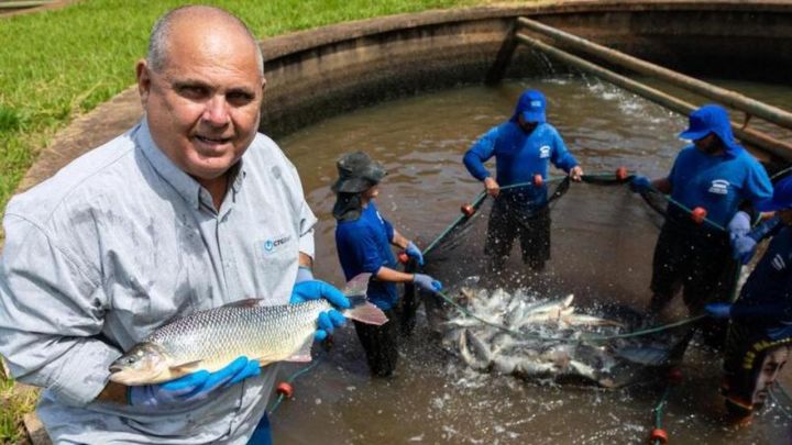 "Barriga de Aluguel" é usada para salvar peixe em extinção