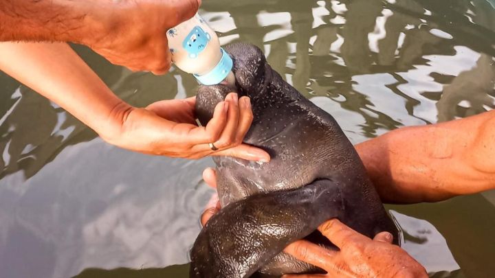 Força-tarefa com Emater e ribeirinhos resgata filhote fêmea de peixe-boi no Marajó