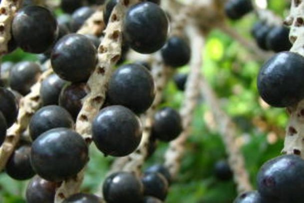 Açaizais da Amazônia vão ganhar aplicativo para manejo da produção