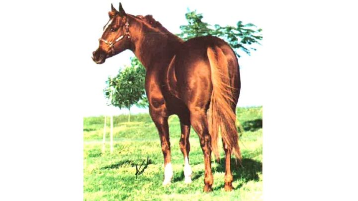 Eclipse RAJ tornou-se famoso por conquistar o ‘Futurity’ de Corrida e Conformação