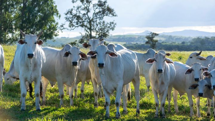 Tratamento estratégico contra carrapatos