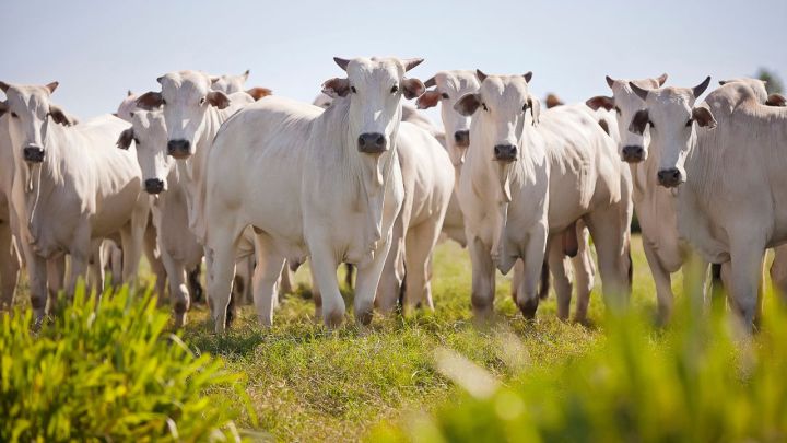 Produção de carne bovina sustentável avança em MS