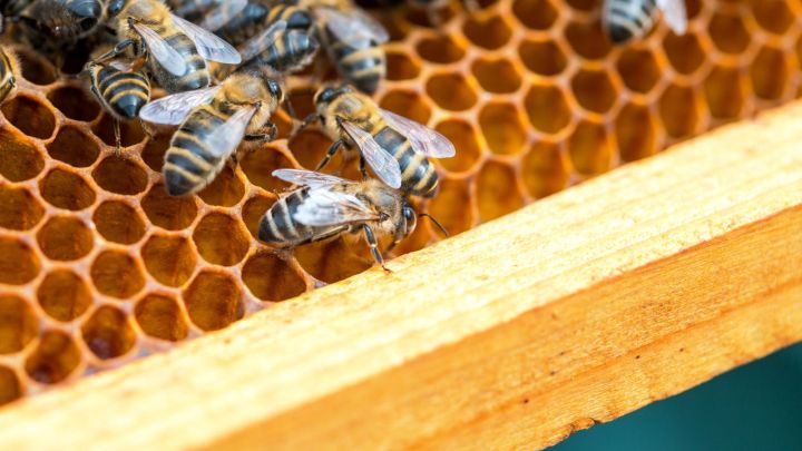Empreendedora aposta na apicultura e prospera em Campo Grande