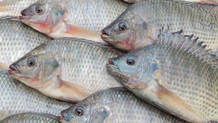 Retomada da produção de peixes nativos é outra boa notícia para a atividade