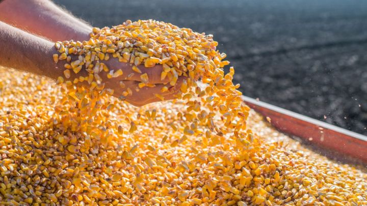USDA: Vendas semanais 22/23 e 23/24 de grãos dos EUA dentro das expectativas; cancelamentos no milho