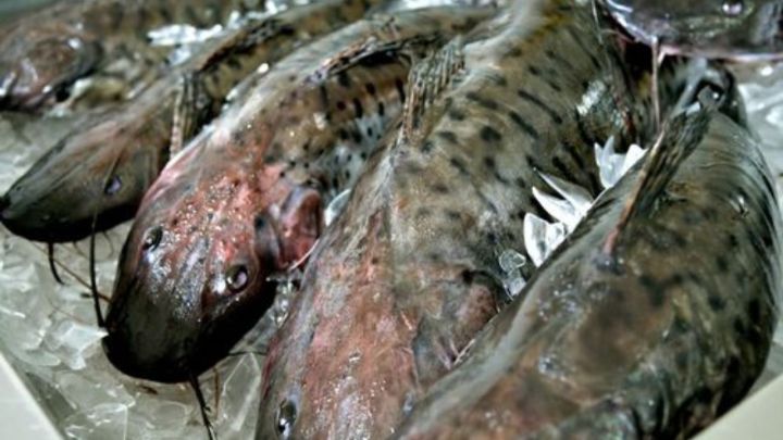 Brasil registra recorde nas exportações de peixes